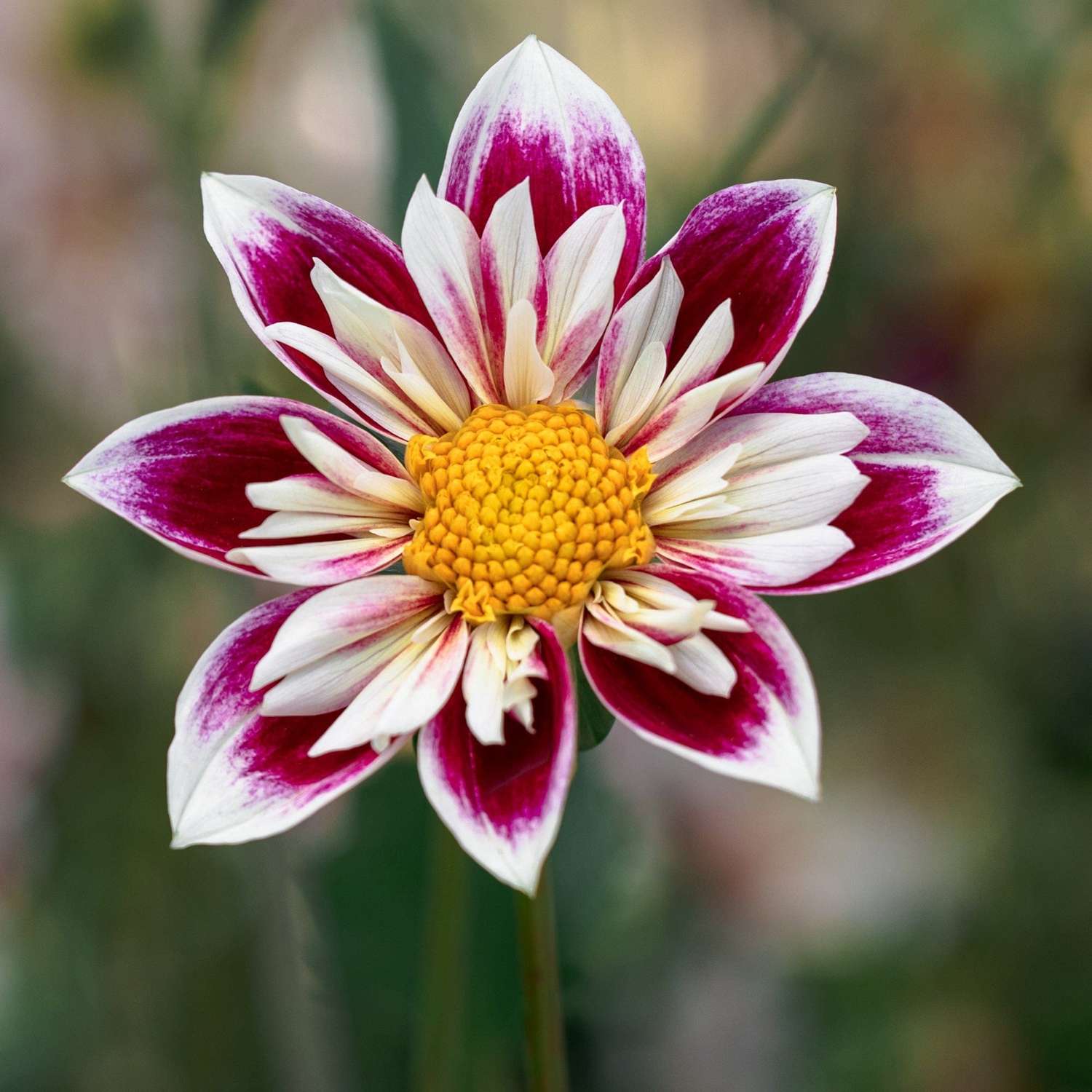 Dahlie 'Fashion Monger'